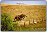 bull fight