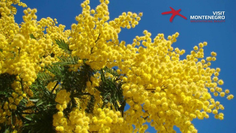 47th Mimosa Festival